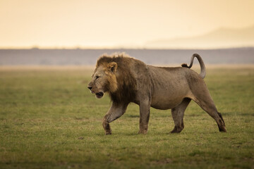Portrait of a lion full of blood during safari in Amboseli National Park, Kenya