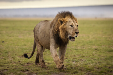 Portrait of a lion full of blood during safari in Amboseli National Park, Kenya