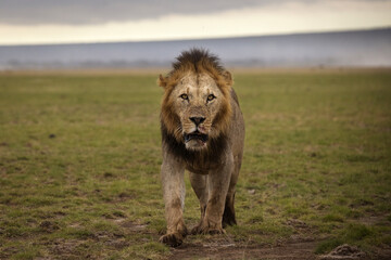 Portrait of a lion full of blood during safari in Amboseli National Park, Kenya