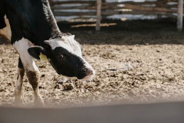 Close-up of a young bull in a corral on a farm.  Animal breeding in agriculture.