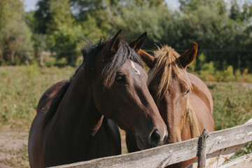 Chestnut-colored horses on a farm in a paddock.