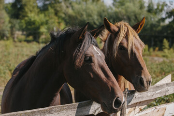 Chestnut-colored horses on a farm in a paddock.