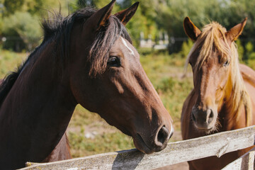 Naklejka premium Chestnut-colored horses on a farm in a paddock.