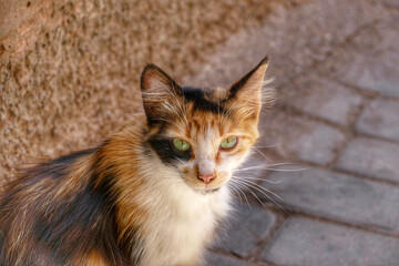 Portrait of an adorable street cat in Morocco