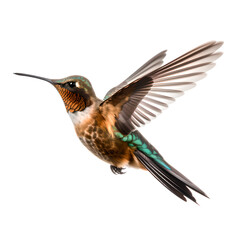 Fototapeta premium hummingbird in flight isolated on white
