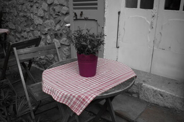 Purple Plant