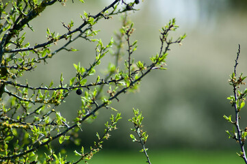 Nature