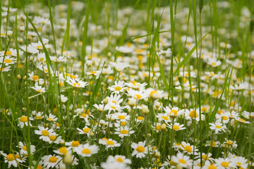 Kwiaty rumianka i trawa na letniej łące