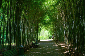 A green bamboo grove with the sun among the trunks. Sukhumi Botanical Garden