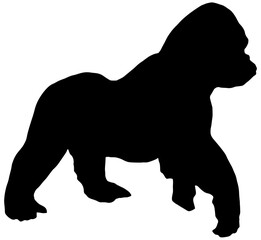 Silhouette of a gorilla walking, profile view, in black, isolated 