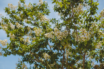 White Crepe Myrtle Tree in Spring