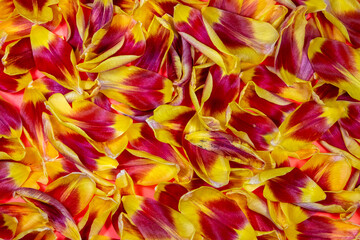 Naklejka na ściany i meble A close-up with a carpet of red yellow petals