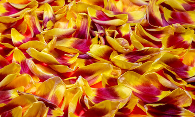 close up of red and yellow petals on the ground with selective focus - Powered by Adobe