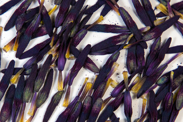 A close-up with many purple stamens on a white background
