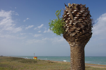 Marina di Casalbordino - Abruzzo coast - Palm pruning