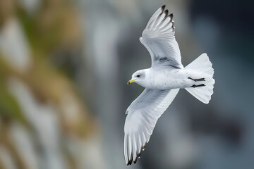 The Black-legged Kittiwake demonstrates its mastery of flight gracefully soaring against the backdrop of an endless expanse, its sleek form cutting through the crisp ocean breeze with elegance