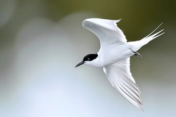 The Black-naped Tern soars in effortless elegance with graceful wings slicing through the cerulean sky, a testament to the beauty and freedom of avian flight