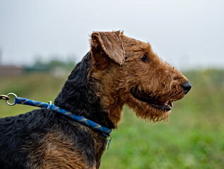 Portrait of a purebred dog of the breed Airedale Terrier.