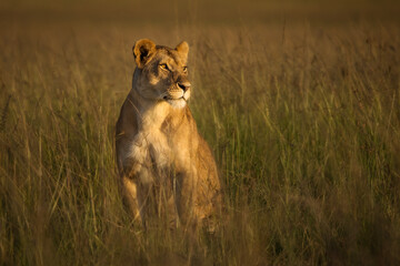Naklejka premium Lioness in the grass with looking for the hunt during safari in Maasai Mara, Kenya