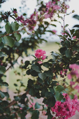 pink rose bush crepe myrtle