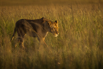 Lioness in the grass with looking for the hunt during safari in Maasai Mara, Kenya