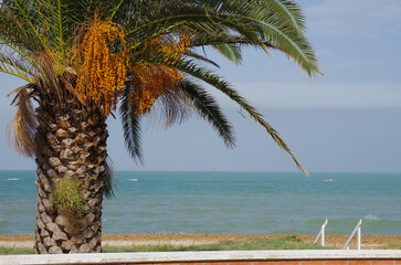 Marina di Casalbordino - Abruzzo coast - A palm tree located on the waterfront