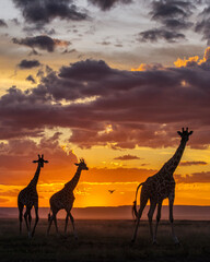 Giraffe during safari with amazing sunset in background. Maasai Mara, Kenya - 729626393