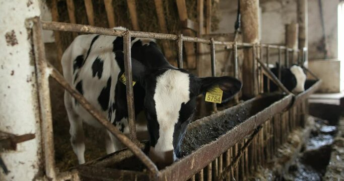 A calf in a calf shed peeks out of an enclosure on a dairy farm. Milk production, agriculture.