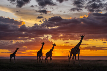 Giraffe during safari with amazing sunset in background. Maasai Mara, Kenya - 729626516