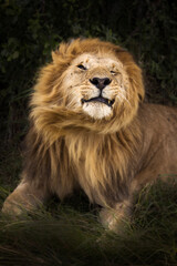 Obraz premium Lion shaking his head during safari in Maasai Mara, Kenya