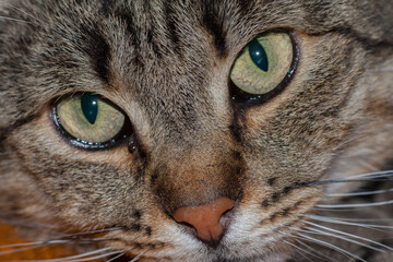 Portrait of a gray cat approximately