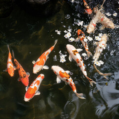 Top view of koi fish swimming amongst cherry blossoms in a pond, symbolizing harmony and tranquility