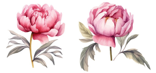 Peonies flowers watercolor, Pink flowers	