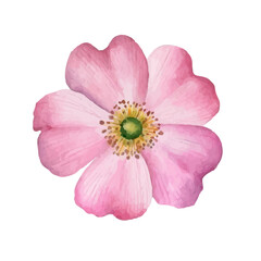 Flowers watercolor, Pink flowers	