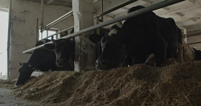 Cows on the farm. Black and white dairy cows in a stable.