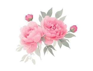 Peonies flowers watercolor, Pink flowers