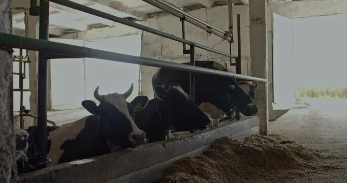 Dairy cows in a cowshed during their feeding
