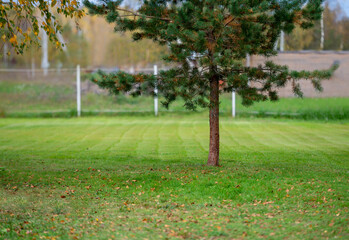 Fototapeta premium Pine tree in the garden, freshly cut lawn