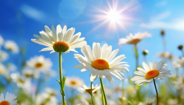 white daisies of the sky with sun
