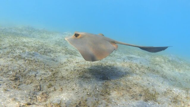 Cowtail stingray fish swimming in the sea undewater