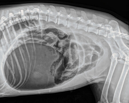 dilatation-torsion syndrome of the stomach in an 11-year-old Brittany spaniel dog: abdominal x-ray