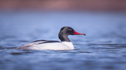 Common Merganser (Mergus merganser) gliding on water