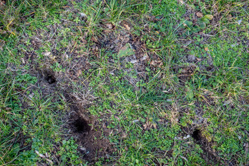 Eingänge zum Wühlmausbau