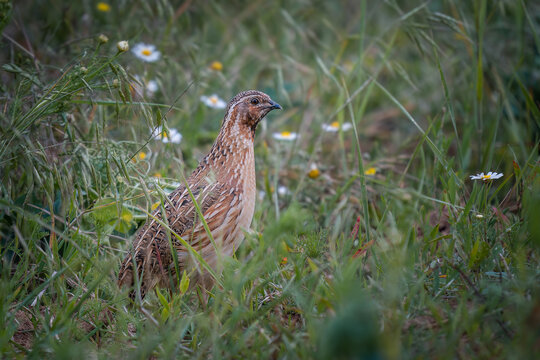 Common Quail (Coturnix coturnix) among grass and wildflowers