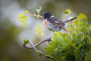 European Stonechat (Saxicola torquata) perched on a hawthorn branch
