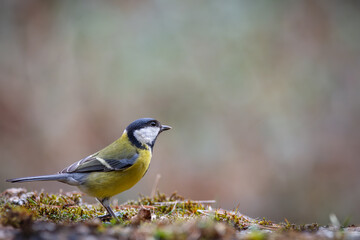 Great tit (Parus major), resting on a stone wall
