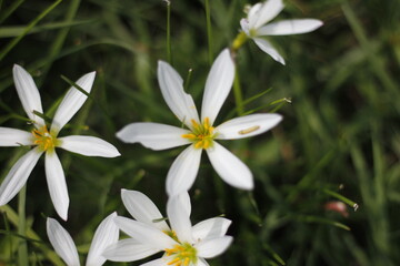 Fototapeta premium Nature Wild Flowers Background