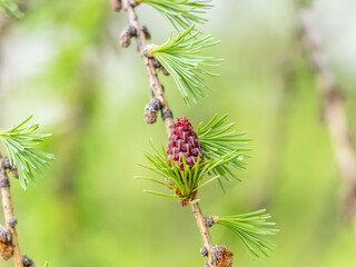 Larch tree fresh pink cones blossom at spring on nature background