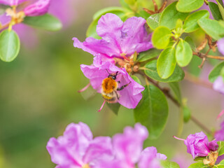 Pink flowers of Siberian rhododendron copy space. Rhododendron dauricum. Spring flowering of Altai rhododendron.