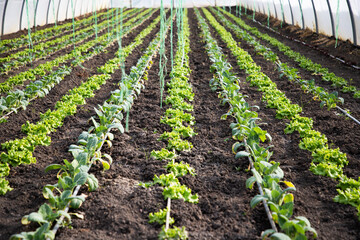 Fototapeta na wymiar greenhouse for growing eco vegetables